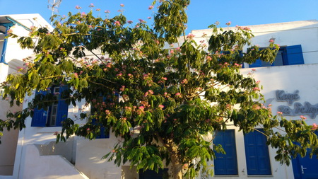 Mimosenbaum auf Schinousa