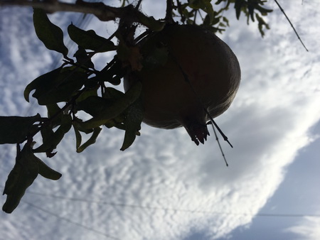 Granatäpfelbaum