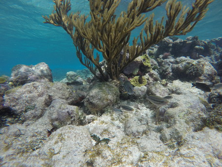 Schnorcheln im Horseshore reef