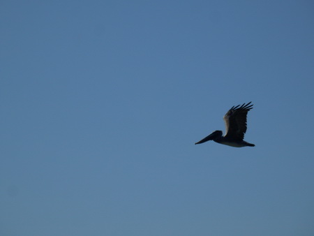... Pelikane in der Luft