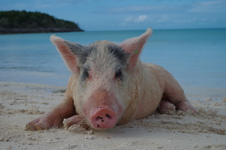 Bahamas-Schweinchen