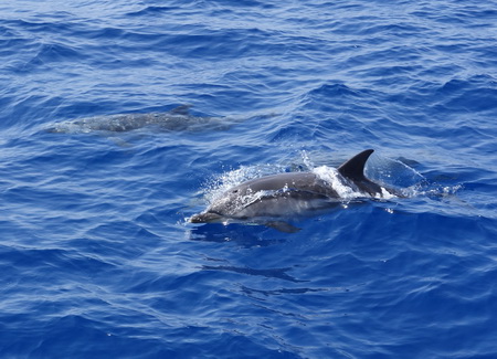 Delphine auf See_Levitha-Astypaleia