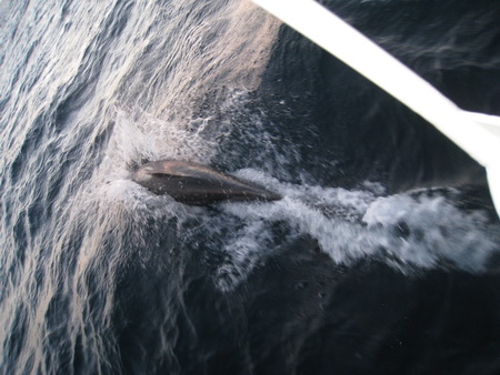 Delphine begleiten uns in den Atlantik