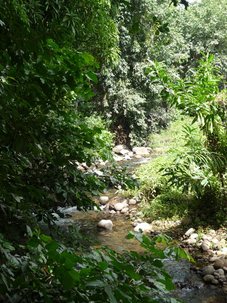 Dschungel-Fluss_1