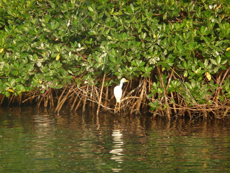 Mangroven-Bewohner