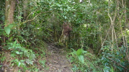 Regenwald-Wanderung auf Tortola-1110786